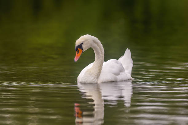 istock a Young swan swims elegantly on the pond 1271256375