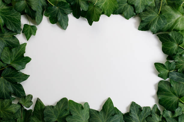 istock Green leaves on white background 1271256956