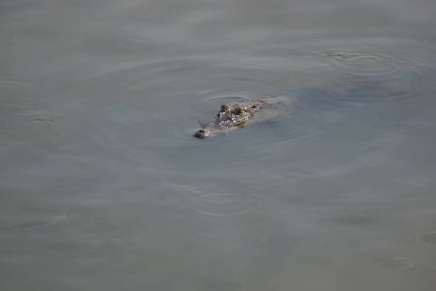 istock Crocodile waiting to ambush its prey 1271257080