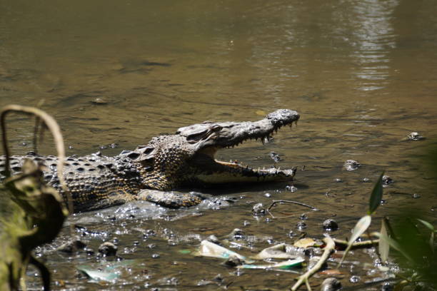 istock Crocodile waiting for its prey 1271257082