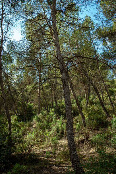 istock Mediterranean pine forest in the Murcia region. Spain 1271257310