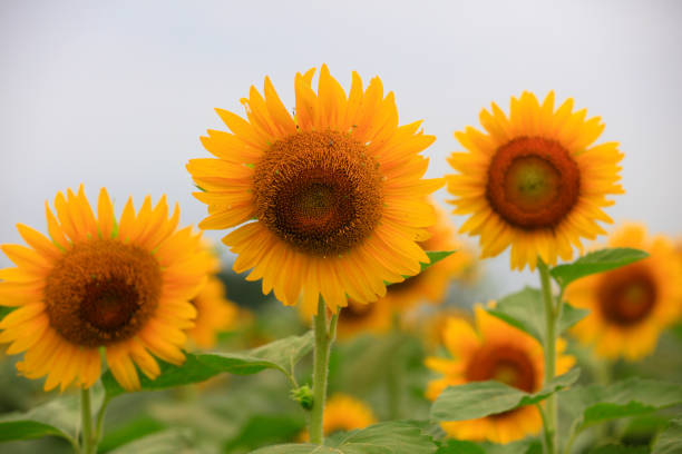 Sunflowers on a farm, China
