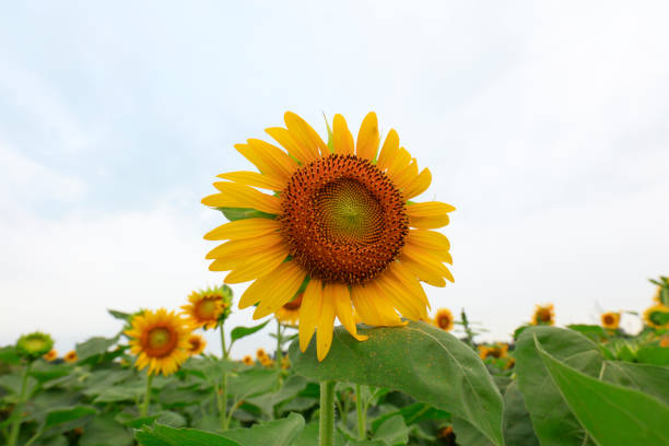 Sunflowers on a farm, China