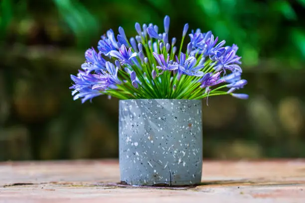 Agapanthus praecox, blue lily flower in vase on the table, close up. African lily or Lily of the Nile is popular garden plant in Amaryllidaceae family. Tanzania, east Africa