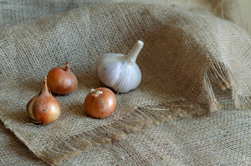 A group of raw brown onion and garlic bulbs on the sack. Real farm vegetables in a peel with dirt and dust. Cultivation of vegetables. Farming products