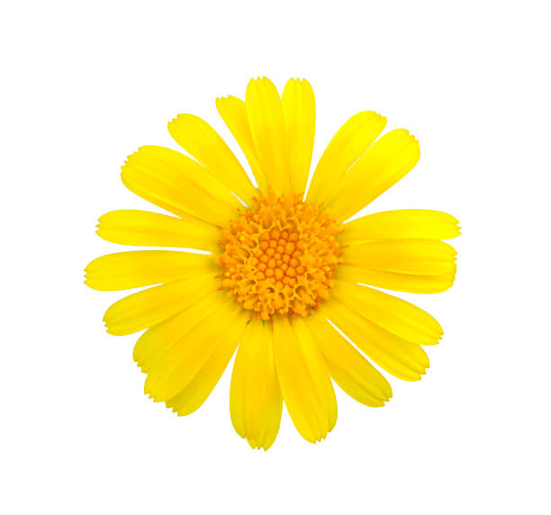 istock Marigold flower close up isolated on white background. Element for design. Yellow flower top view. Details. Macro. Pollen. Petals. 1271266384