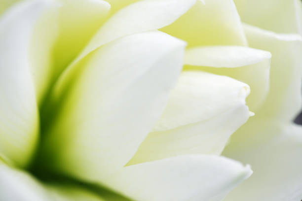 istock blooming blossom white amaryllis flower 1271269162