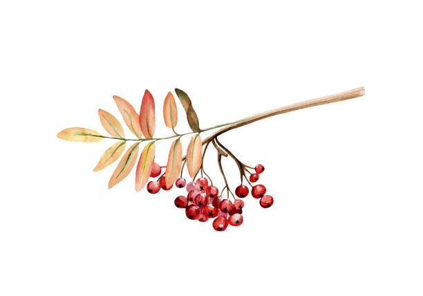 Watercolor  hand painted illustration of autumn rowan brunch with leaves and berries. Watercolor  hand painted illustration of autumn rowan brunch with leaves and berries. Isolated element on white background for scrapbooking, fall or thanksgiving greeting cards or invitations design. rowanberry stock illustrations