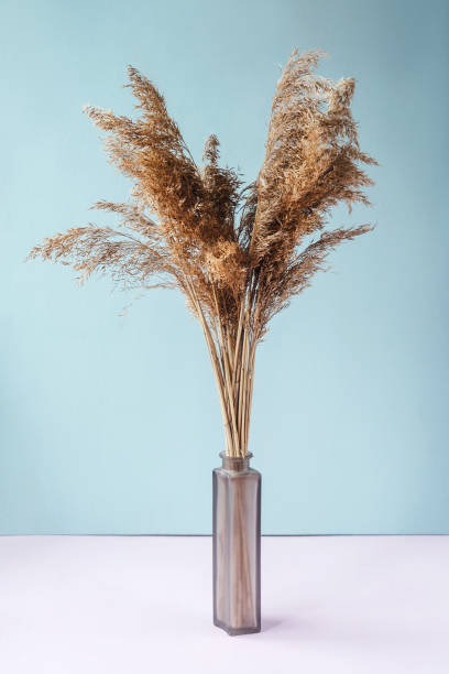 pampas gras in vaas. blauwe roze achtergrond. - vase texture stockfoto's en -beelden