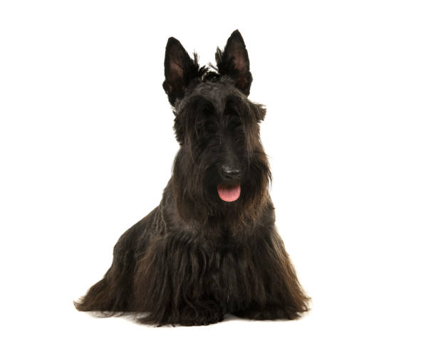 istock Black scottisch terrier dog looking at the camera with mouth open isolated on a white background 1271271844