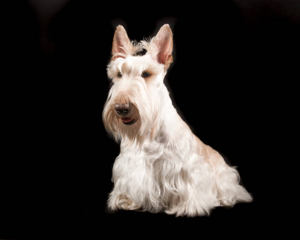 istock White scottish terrier sitting on a black background 1271271860