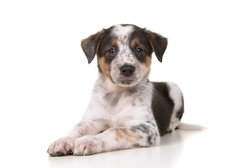 Cute australian shepherd australian cattle dog mix puppy lying down looking at the camera on a white background