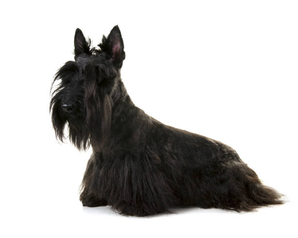 istock Black scottisch terrier seen from the side isolated on a white background 1271271902