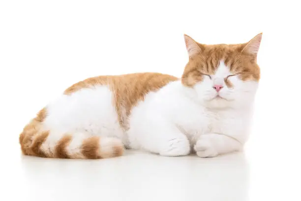 Photo of Red and white british shorthair cat seen from the side lying down sleeping with eyes closed on a white background