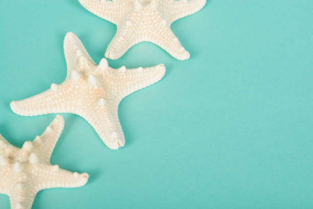 istock Three white starfish in the left corner on a blue turquoise background 1271271957
