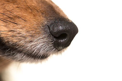 Close up of a dog nose on a white background seen from the side