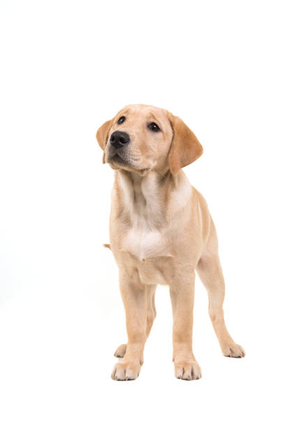 Blond labrador retriever standing and looking up isolated on a white background