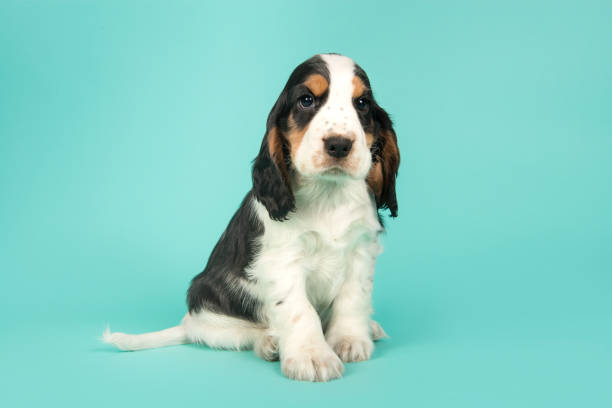 istock Cute multi colored cocker spaniel puppy lying down looking at the camera on a turquoise blue background 1271272876