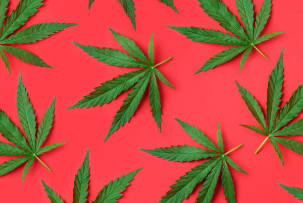 istock Hemp or cannabis leaves pattern on red background. Top view. Flat lay. Close up of fresh cannabis leaves for your design 1271272982