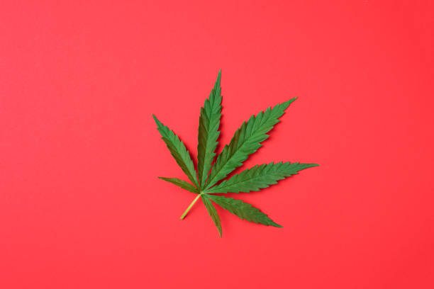 istock Green hemp leaf on red background. Top view, copy space. Close up of cannabis leaf 1271272983