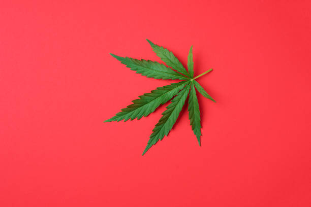 istock Green hemp leaf on red background. Top view, copy space. Close up of cannabis leaf 1271272987