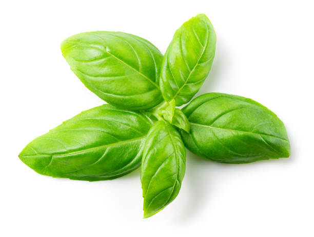 istock Basil isolated. Basil leaf on white. Basil leaves top view. Full depth of field. 1271273180