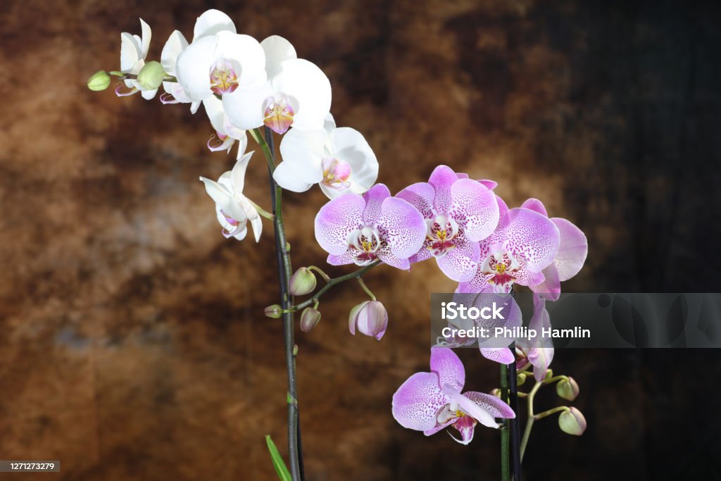 Orchids Moth Orchid Phalaenopsis Blossom Stock Photo