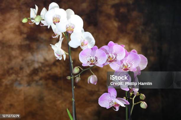 Orchids Stock Photo - Download Image Now - Blossom, Botany, Close-up