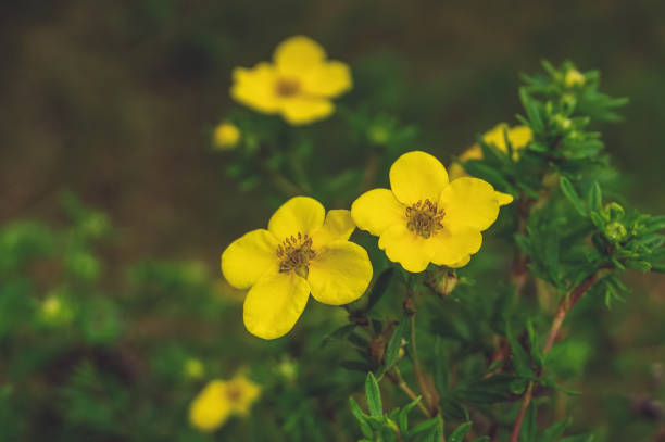 Close-up of yellow flowers. Lovely yellow medicinal flower on green background. Copy space Close-up of yellow flowers. Lovely yellow medicinal flower on green background. Copy space. potentilla anserina stock pictures, royalty-free photos & images
