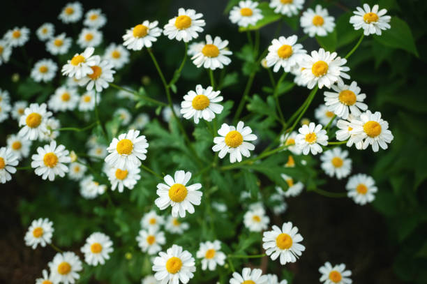 istock Delicate medical chamomile flowers on a dark background. 1271274150