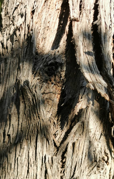 istock Rough brown palm tree wood bark natural texture background. 1271274448