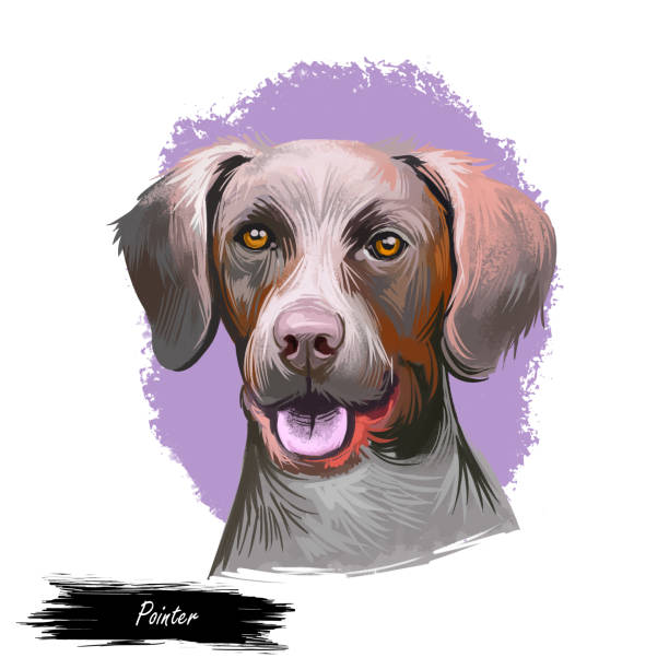 istock Pointer dog portrait isolated on white. Digital art illustration of hand drawn dog for web, t-shirt print and puppy food cover design, clipart. Bird dogs, are a type of gundog used in finding game. 1271274578