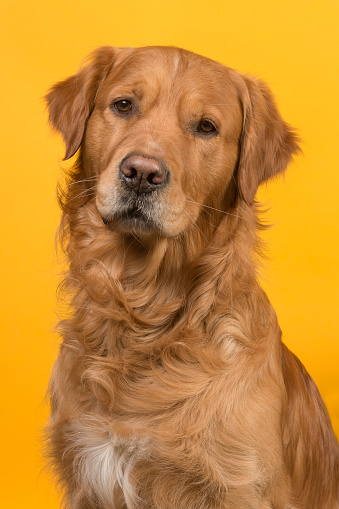 Portrait of a pretty male golden retriever dog looking at the camera on a yellow background