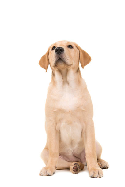 istock Pretty young blond labrodor retriever sitting and looking up isolated on a white background 1271275202