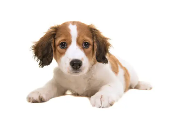Adorable kooikerhondje puppy lying down looking at the camera isolated on a white background