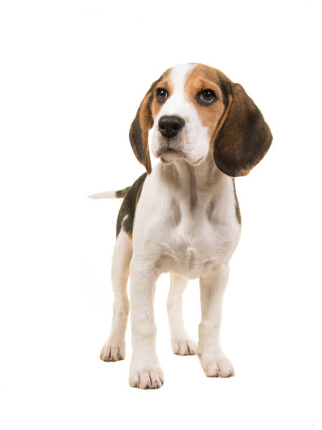 istock Beagle dog seen from the front standing on a white background 1271275334