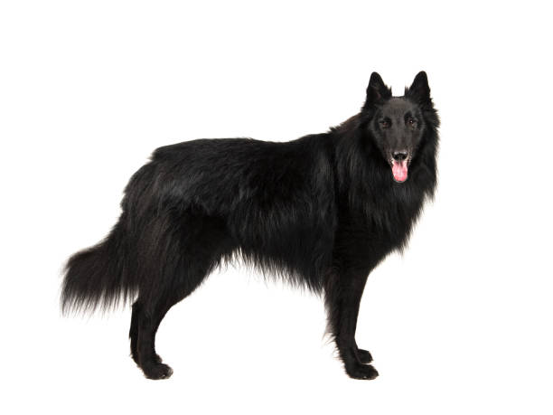 cão pastor belga de cabelos longos chamado groenendaeler visto do lado de pé, olhando para a camaera isolada em um fundo branco - belgian sheepdog - fotografias e filmes do acervo