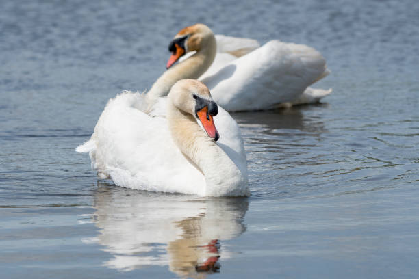 istock Two mute swans swimming in the water 1271275429