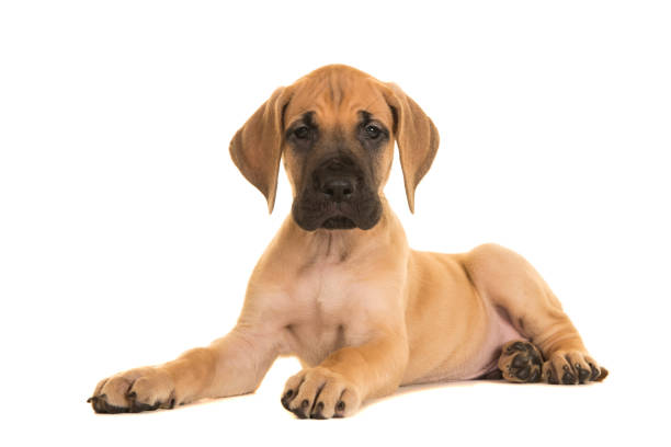 ziemlich gelb große dane welpe liegen dunten blick auf die kamera isoliert auf einem weißen hintergrund - dog puppy lying down looking at camera stock-fotos und bilder