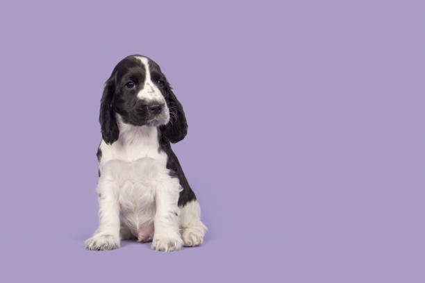 istock Black and white cocker spaniel dog sitting looking at the camera on a purple lavender background 1271275669