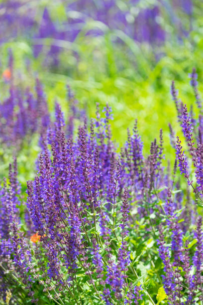 istock Lavender bush in garden 1271277287