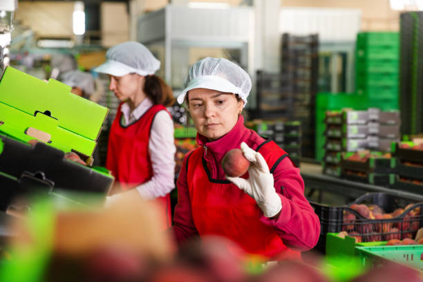 istock Female employee sorting fresh ripe peaches 1271278606