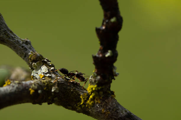 istock Cherry branch with ant in the garden 1271279251