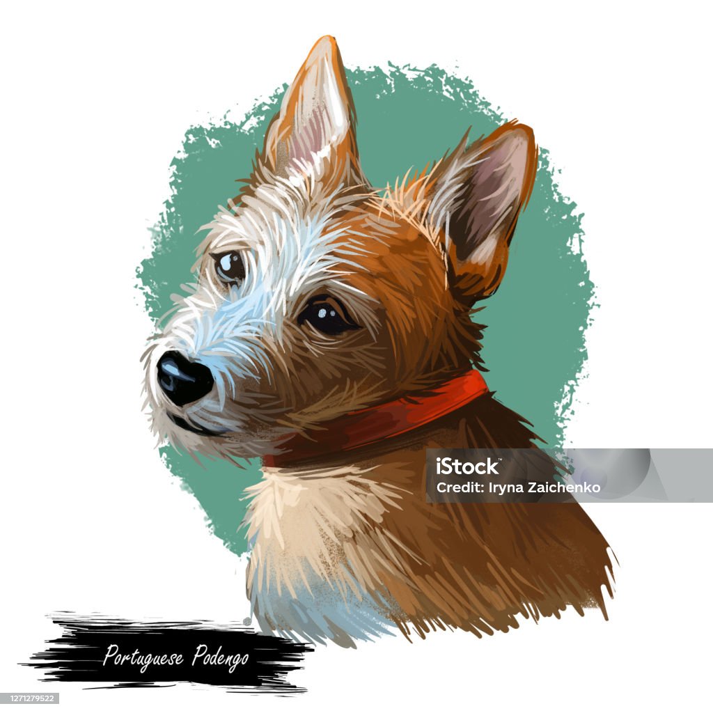 Portuguese Podengo dog portrait isolated on white. Digital art illustration of hand drawn dog for web, t-shirt print and puppy food cover design. Hound breed from Portugal. Wirehaired Podengo Medio. Portuguese Podengo dog portrait isolated on white. Digital art illustration of hand drawn dog for web, t-shirt print and puppy food cover design. Hound breed from Portugal. Wirehaired Podengo Medio Dog stock illustration