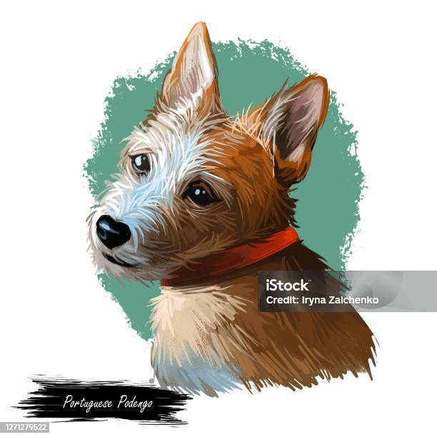 Portuguese Podengo Dog Portrait Isolated On White Digital Art Illustration Of Hand Drawn Dog For Web Tshirt Print And Puppy Food Cover Design Hound Breed From Portugal Wirehaired Podengo Medio Stock Illustration - Download Image Now