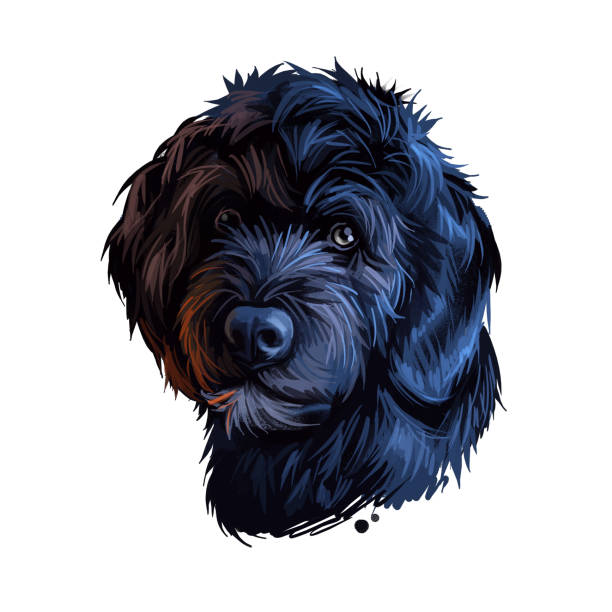Portuguese Water dog portrait isolated on white. Digital art illustration of hand drawn dog for web, t-shirt print and puppy food cover design. Breed of working dog, cao de agua portugues, algarvio. Portuguese Water dog portrait isolated on white. Digital art illustration of hand drawn dog for web, t-shirt print and puppy food cover design. Breed of working dog, cao de agua portugues, algarvio portugues stock illustrations