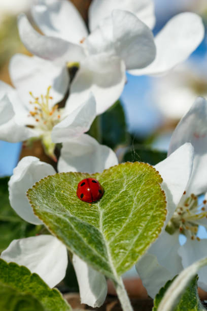 Apple leaf with ladybug in the garden on spring