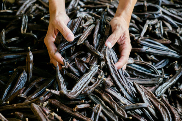 landwirt sammelt reife karobs - carob bean stock-fotos und bilder