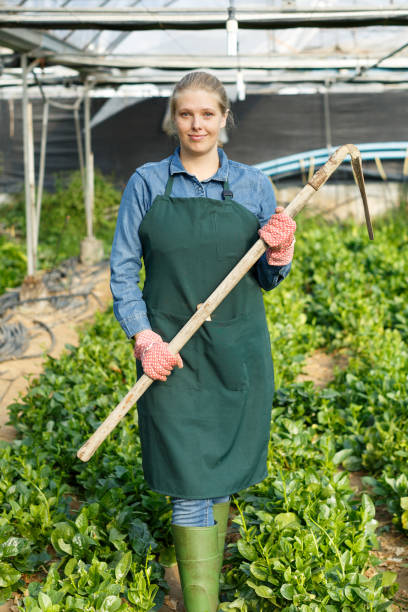 istock Female horticulturist  with  mattock working with creeping spinach in  hothouse 1271280028