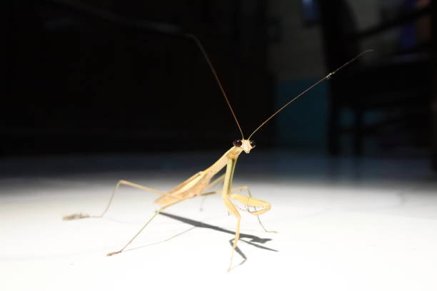 Part of the head of a Praying Mantis appears in one corner of the image. Copy Space